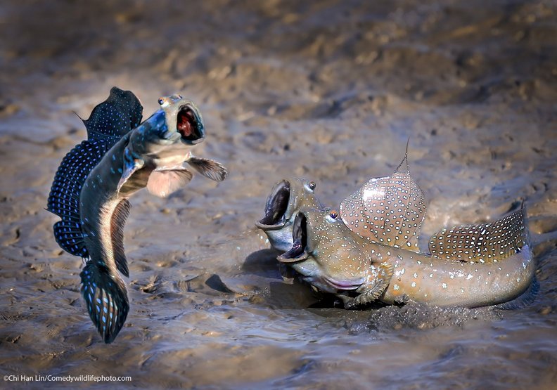 看誰跳得高(See who jumps high)──Chu han lin攝