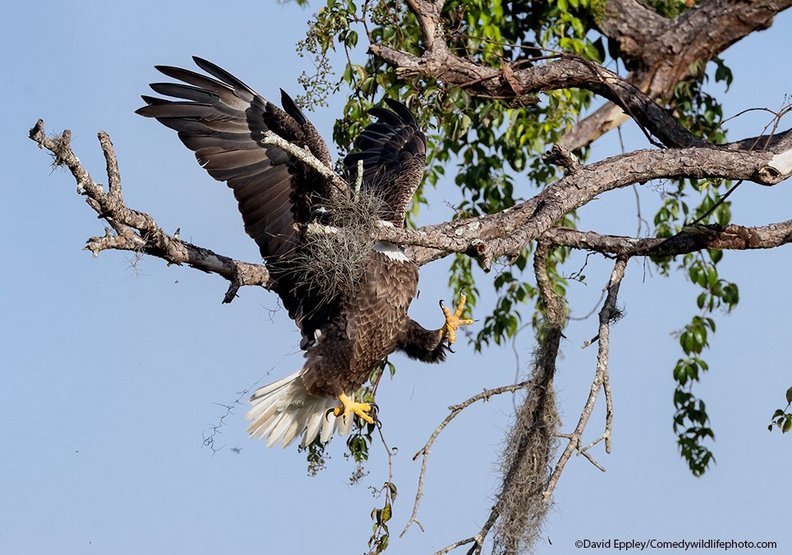 雄偉又優雅的老鷹(Majestic and Graceful Bald Eagle)──David Eppley攝