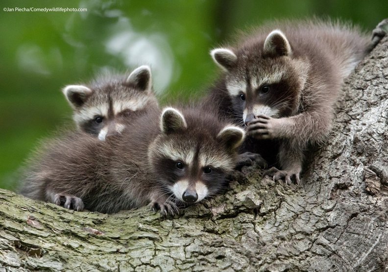 講祕密(Secrets)──Jan Piecha攝