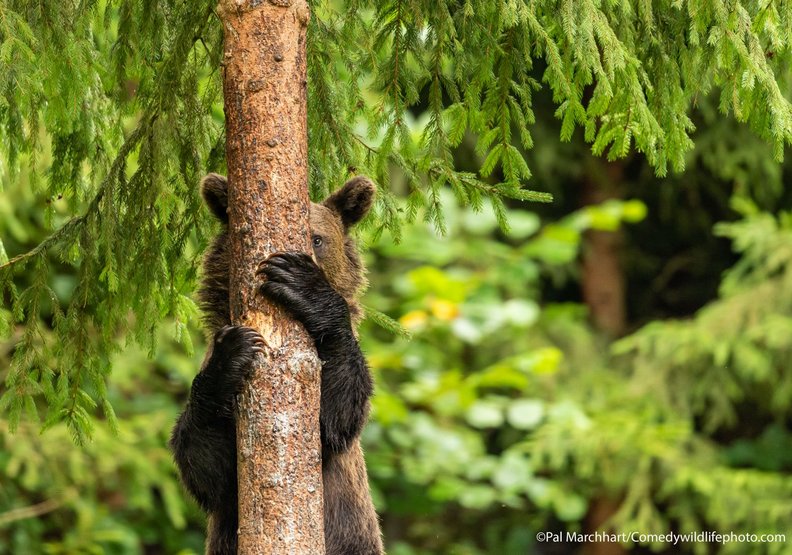 偷窺(Peekaboo)──Pal Marchhart攝