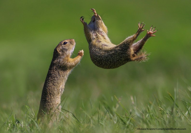 抓到你了(I got you)──Roland Kranitz攝