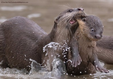 讓動物的逗趣療癒人心！喜劇攝影獎再度引爆無限笑料