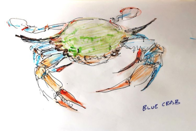 大西洋岸河濱產藍蟹。顧小崙手繪圖