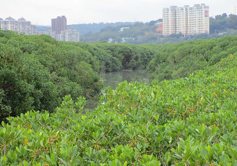 關渡自然保留區當地水鳥種類已經至少消失三成，取自台北市動保處。