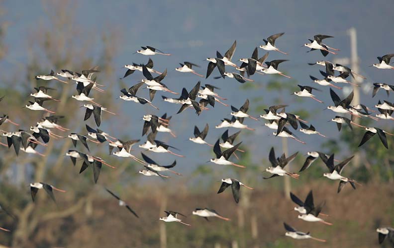取自台北市動保處官網，台北鳥會義工蕭木吉提供。
