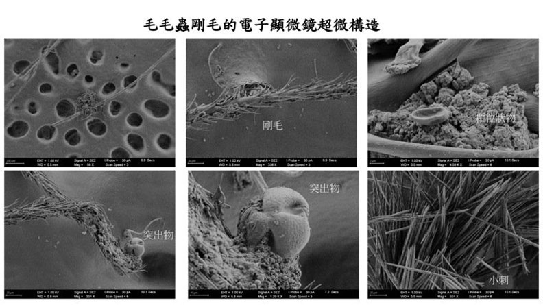 毛毛蟲剛毛的電子顯微鏡超微構造。高雄長庚醫院提供