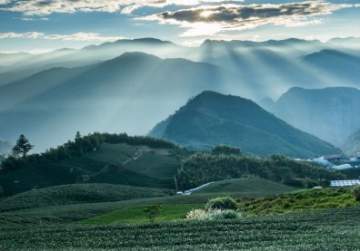 茶業改良場總場南遷 嘉義茶產業的百年佈局