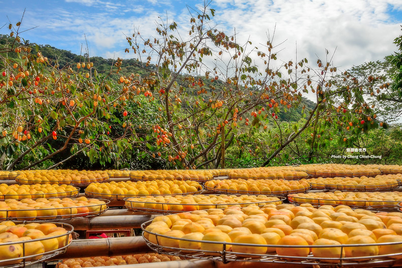 新竹縣新埔鎮旱坑社區-曬柿場&果樹美景(鄭傑中攝影)