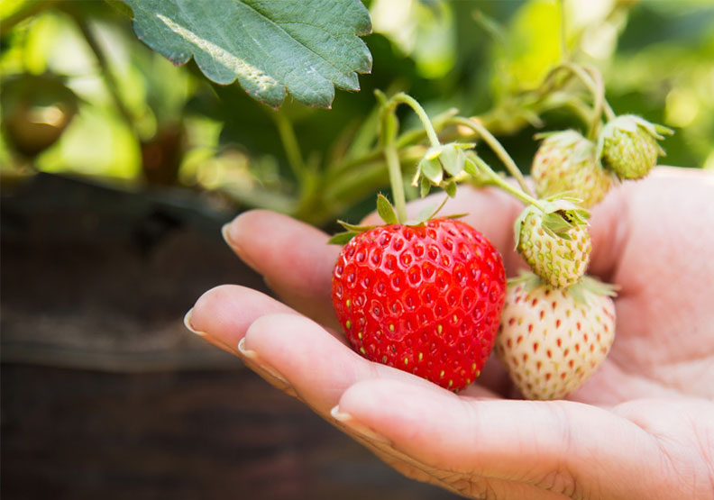 消水腫、控血壓，冬天吃草莓好處多！營養師教你正確清洗不怕農藥殘留