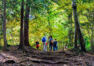 常登丘陵遠勝偶爾爬高山！日本流行「走丘」，對身體好又不太累