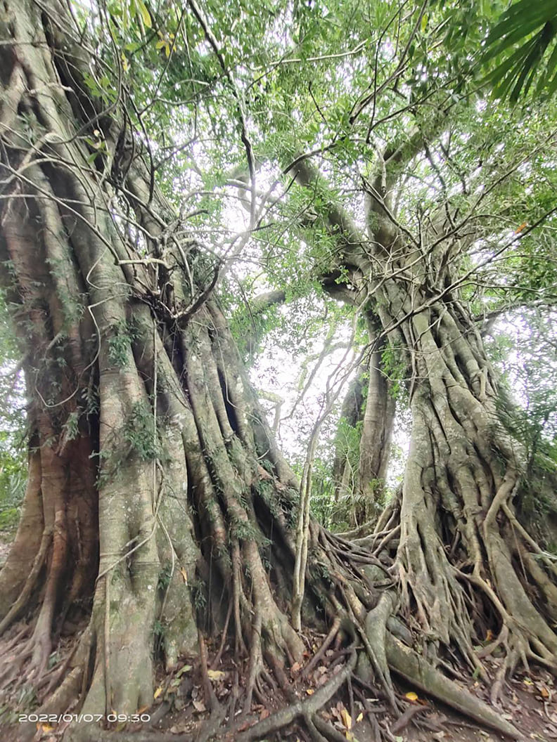 為了追尋更廣闊的生長空間而移動自己,扎根一方水土,拚命向上生長。即使是貧瘠的土壤,只要給予足夠的時間,它就能枝繁葉茂。陳奇宏攝