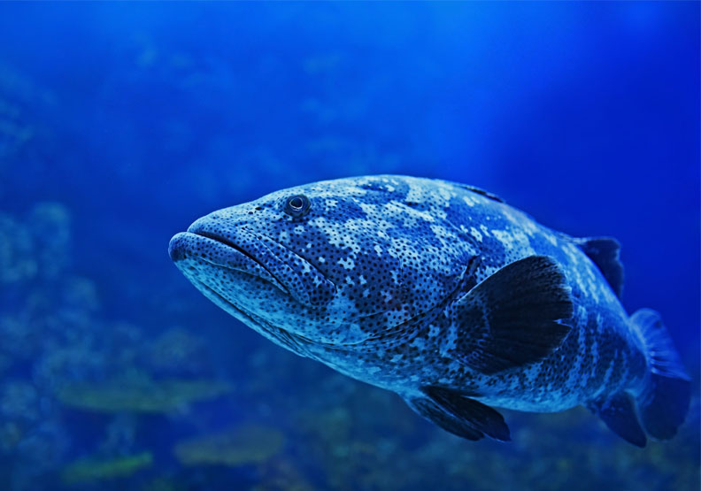 石斑魚檢出禁藥遭中國祭出禁令！到底「孔雀石綠」是什麼？
