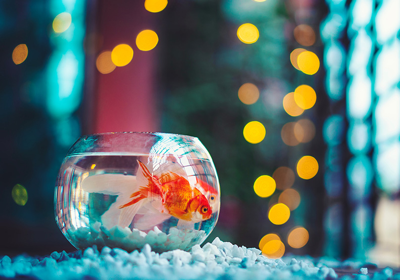 魚兒在小缽裡不斷繞圈游，會讓牠們抓狂，而且很快就沒命。Unsplash by Ahmed Hasan