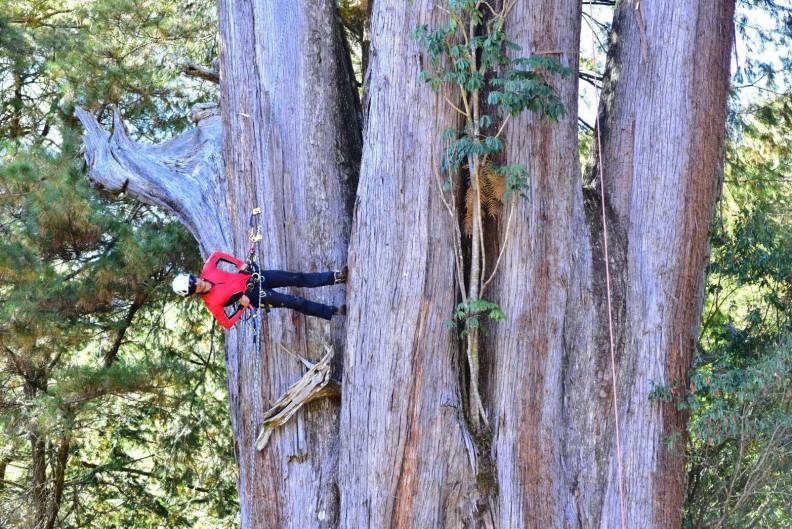 翁恒斌攀爬樹高約45公尺的大雪山神木，還神乎其技平行站立於樹幹上。