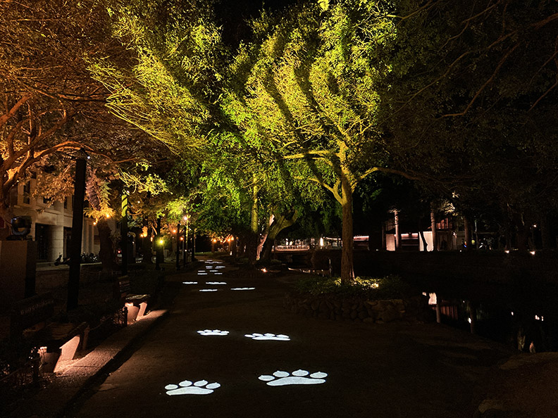 迎接虎年,新竹市政府推出「虎嘯生風」主題聲光裝置藝術作品,點亮東門城、護城河沿岸。