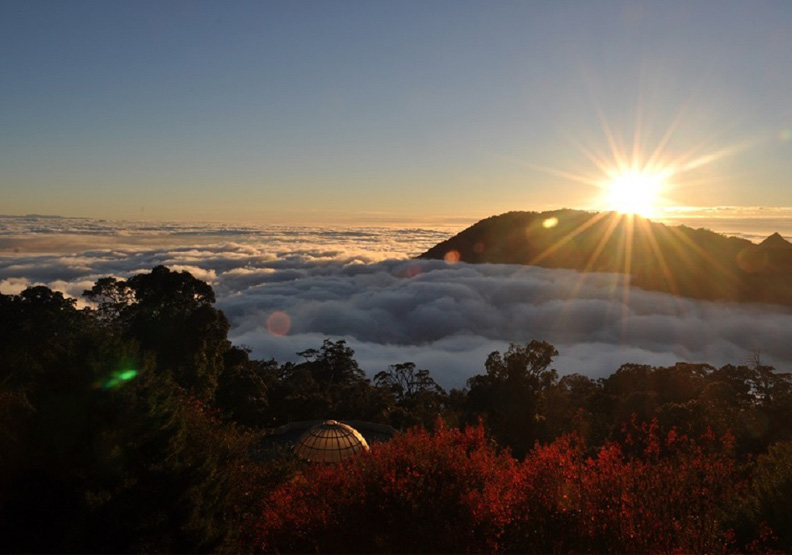 圖／大雪山神木前的道路平坦好走，全家大小都能輕鬆漫步，Klook 提供。