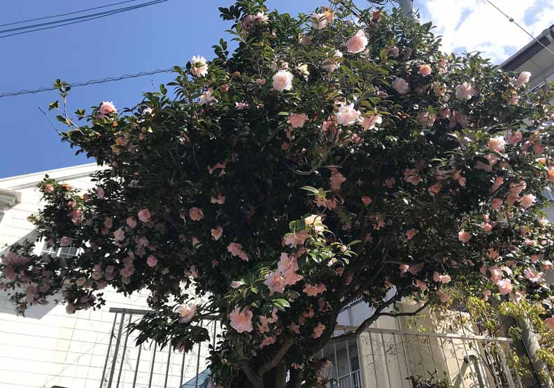 跟著 山茶花文具店 去旅行 鎌倉神社 除厄石 小町路發現酷似書中文具店 一流人 遠見雜誌