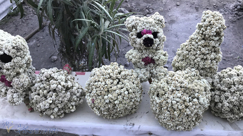 取自草根影響力新視野