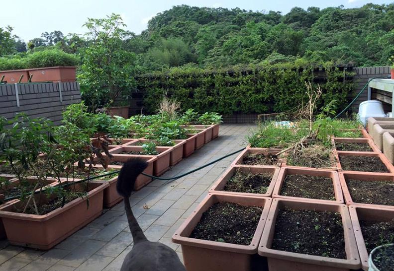 許傑輝自家屋頂是他一手打造的「許氏農場」,小小規模就能有田園樂。