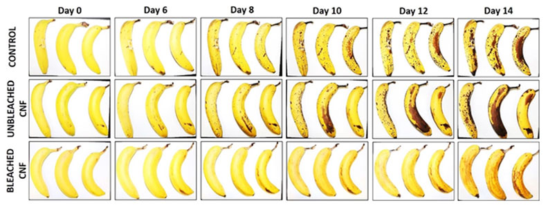 圖片來源:Bananas in pajamas: Scientists develop ecological coating for freshness-enhancing plastic reductions.