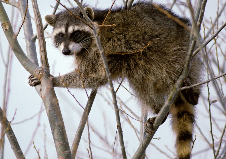 僅為情境配圖。圖片來自維基百科