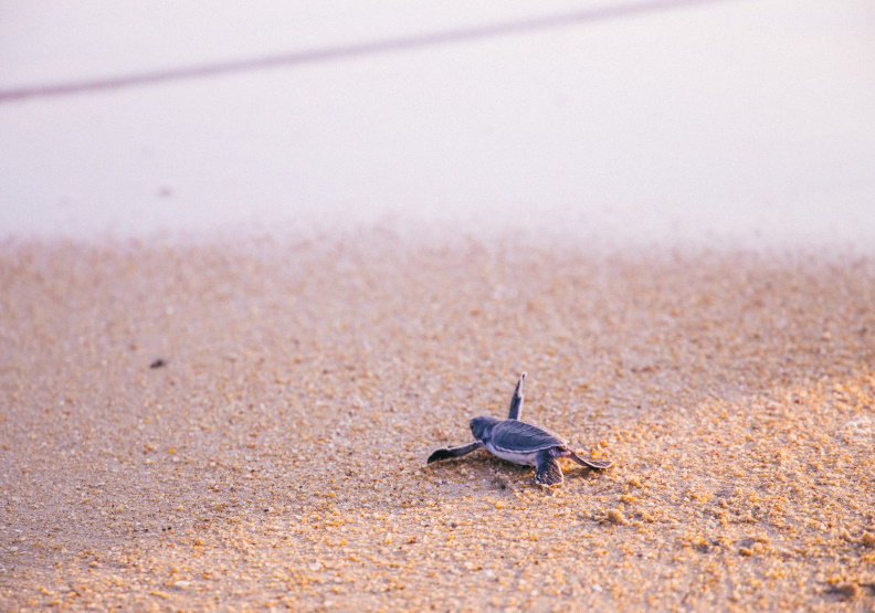 正在奔向大海的海龜寶寶。圖片提供／Club Med台灣珂境