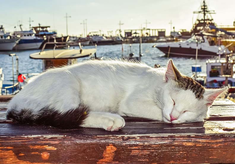 賽普勒斯貓比人多政府頭痛！地中海小國被稱「貓島」與乾旱有關