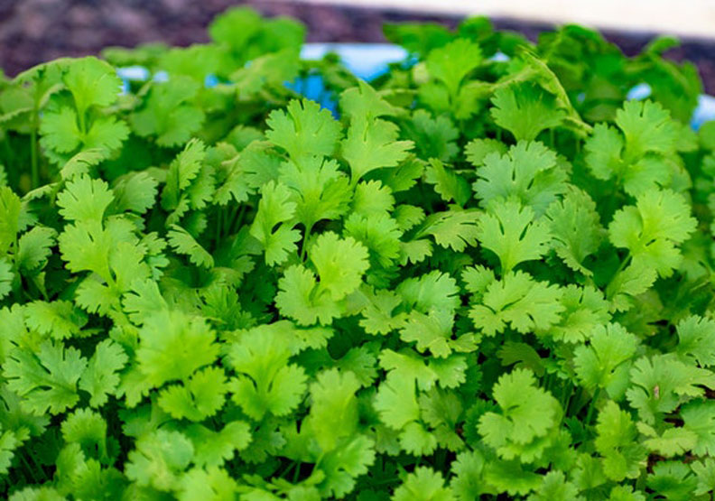 Pexels by Rajesh S Balouria