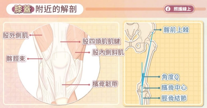 膝蓋附近的解剖。取自照護線上