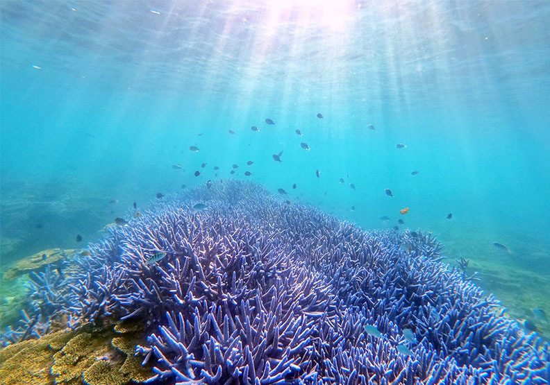 一探全台唯一的國家海洋公園「南方四島國家公園」，一覽國際級的七彩珊瑚礁群。