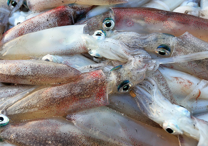 釣到小管後船家將協助處理小管，可以輕鬆在船上品嚐最新鮮的小管料理。Klook提供
