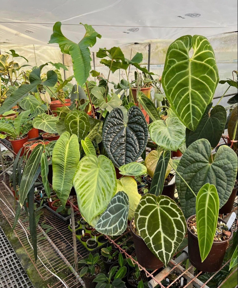 Растения Araceae, произрастающие в тропических лесах, имеют листья различной формы и цвета и пользуются большим спросом у игроков.  Предоставлено фото / комнатные посадки