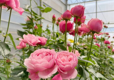 台北花市買「冷氣提案」砸6000萬！智慧4施政讓柯P聰明紅出國