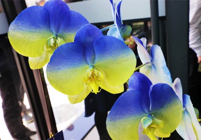 有一種蘭叫「烏克蘭」爆紅，台灣育種之父花5年研發極品