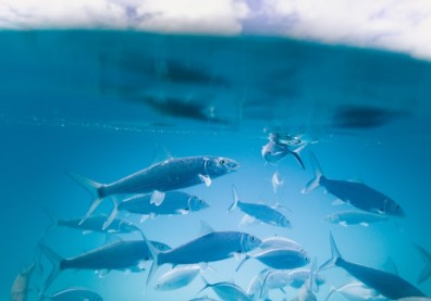 24小時APP監控台灣鯛！雲林「0翻肚魚池」創42倍量造3億商機