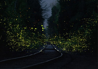 2025賞螢景點推薦》螢火蟲季來了！全台最佳8大賞螢秘境一次看