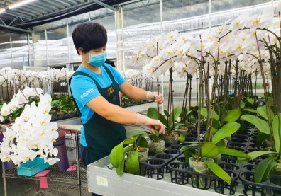 台灣蝴蝶蘭突破疫情，2021年外銷量成長8.5％