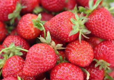 高達341公斤，又有9批日本草莓檢出農藥超標！食藥署：等日方說明
