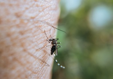登革熱防治將更困難？研究：殺蟲劑效果有限，亞洲抗藥性超強蚊子威脅增