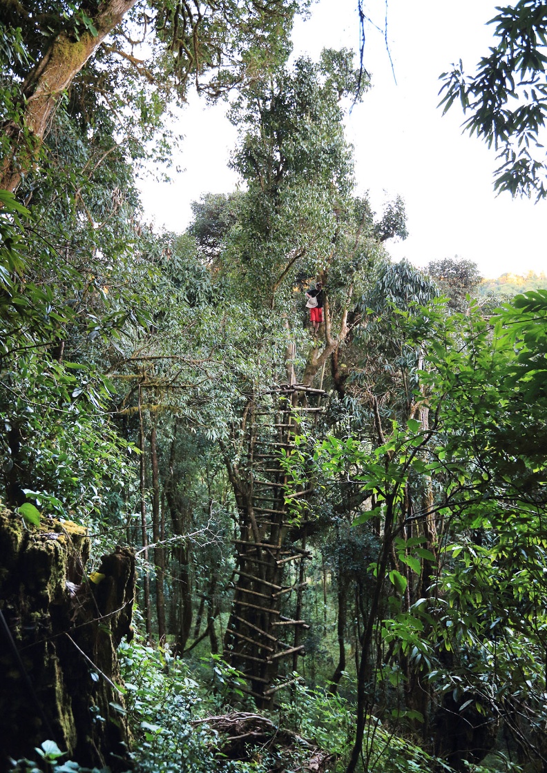 世界十大野生茶王三號樹，生長在雲南原始林，樹齡2千年，高7-8層樓，採收必須由當地人爬梯而上。千年古樹製成的普洱茶，價格年年高漲，不同於炒作的台地茶或新茶。百福藏倉提供。