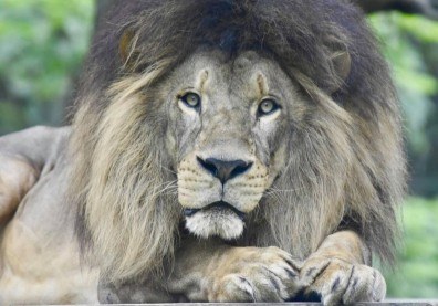 萬獸獅王洗牙大作戰，壽山動物園「獅口求生」使出洪荒之力