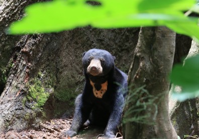 1.3億年前就有的自然資本，大馬熱帶雨林「品牌」為地球創生