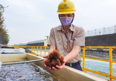 中油這水有鑽石般價值，養了石斑，種的海木耳還能減碳