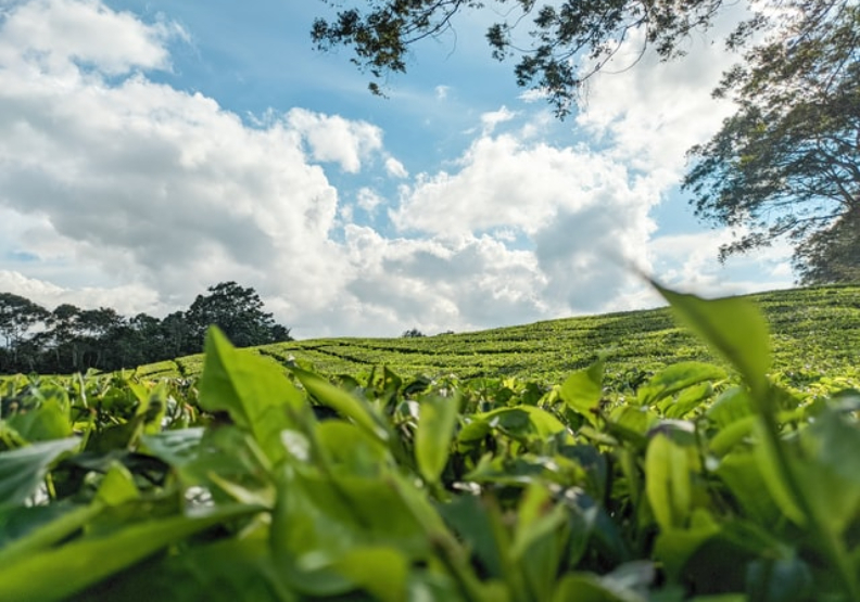百年茶莊HGT大數據種「神農茶葉」狂奪世界獎智能擄米其林餐廳