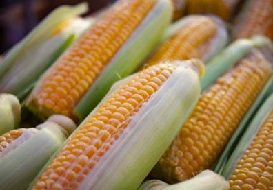 玉米原來不是蔬菜！紫黃白三色營養大不同，想抗氧化、補葉黃素這樣吃