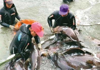 「克服鳳梨，石斑魚更沒問題！」陳吉仲回應中國禁令：不排除再到WTO申訴