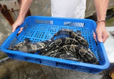 石斑魚內外銷都很難推？養殖業者分析3大原因陷困境