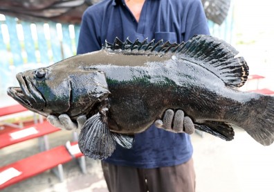 8億900萬救石斑魚！農委會獎勵內外銷措施一次看