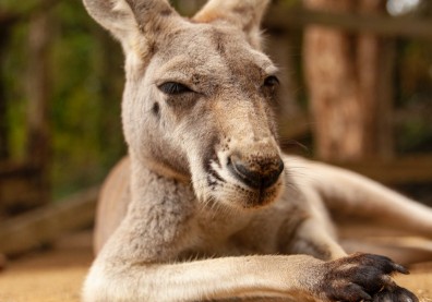 好好說英文不行嗎？澳洲醫生對我說：「你可以回家去死了」真正答案是什麼？