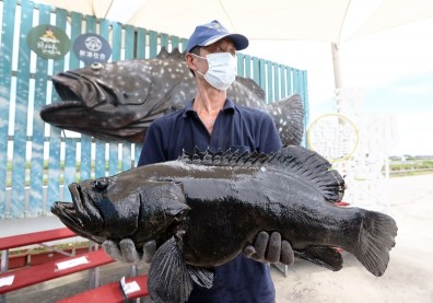 營養午餐每月可吃一次！10億救石斑，內銷瞬間達標